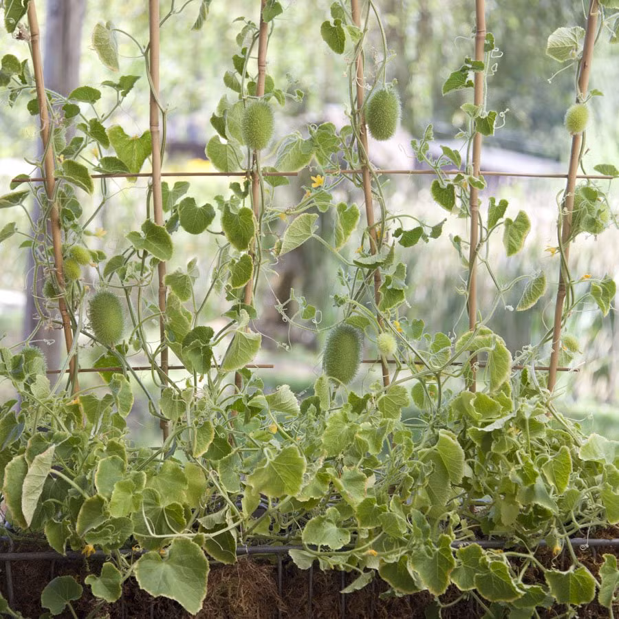 Cũng giống như các giống dưa chuột khác, dưa chuột lông cũng là cây thân leo, cây có thể phát triển tới chiều dài khoảng 3 mét.