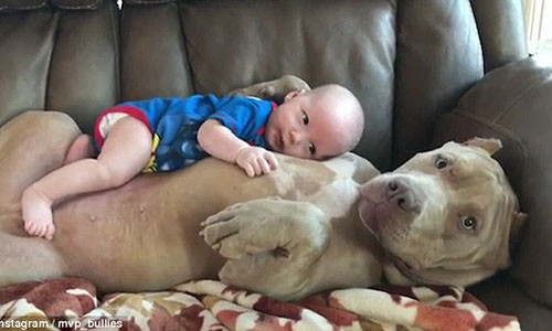 Cho bull khong lo do be trai nhu nguoi me gay sot