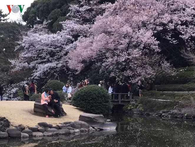 Vào mùa lễ hội, không chỉ riêng khách du lịch mà còn có rất nhiều người dân Nhật Bản đi ngắm hoa.