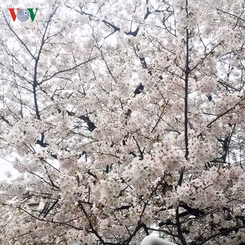 ...Nếu bạn muốn ngắm nhìn loài hoa sakura này tại một địa điểm ngắm hoa ít đông đúc, hãy tới công viên Hirosaki.