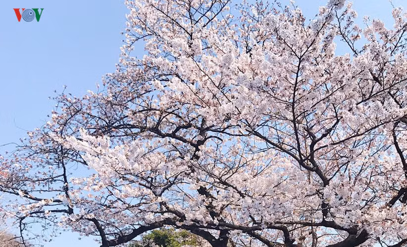 Hoa anh đào có ở nhiều nước trên thế giới như Trung Quốc, Hàn Quốc, Mỹ nhưng không ở đâu hoa có thể đẹp và có mùi hương thanh tao như ở Nhật Bản.