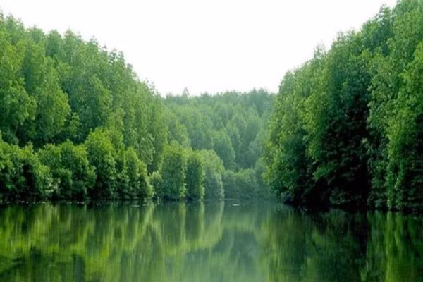 Đến rừng U Minh, du khách vô cùng thích thú khi được bơi xuồng len lỏi vào bên trong rừng tràm cùng nghe tiếng chim hót ríu rít, hít thật sâu mùi hương hoa tràm thơm ngọt, ngẫu hứng cất lên vài câu vọng cổ giữa không gian bao la thoáng đãng. Bạn cũng có thể dừng chân nghỉ ngơi dưới tán tràm, thưởng thức các món ăn đặc sản nơi đây như cá lóc nước, lươn nướng… bên ly rượu mật ong cay nồng để quên đi những muộn phiền, xô bồ trong cuộc sống.