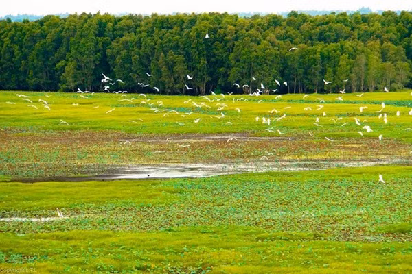 Tràm Chim Tràm Chim có diện tích rộng gần 8.000ha nằm giữa vùng đất ngập nước rộng mênh mông với bầu không khí trong lành mát mẻ, âm thanh rộn ràng của chim muông, mùi hương dịu dàng của hoa lá sẽ đánh thức giác quan của cả những du khách khó tính nhất. Tại Tràm Chim, bạn sẽ bắt gặp rất nhiều loài chim quý như cồng cộc, le le, vịt trời, sếu, diệc lửa, te vàng, gà đãy, choi choi,… Chúng bay kín cả bầu trời, cất tiếng hót rộn ràng tạo nên khúc giao hưởng vui tươi.