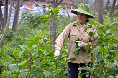 “Nhờ bí quyết đó mà sản phẩm thịt lợn rừng của chúng tôi luôn được người tiêu dùng ưa chuộng và đánh giá cao” – ông Thắng chia sẻ. Từ việc đánh giá được tiềm năng lớn của thị trường thực phẩm sạch và thị hiếu của người tiêu dùng trong nước đang rất cần các sản phẩm có chất lượng tốt, an toàn. Ngoài việc, đầu tư vào hệ thống 3 trang trại chăn nuôi chính gồm trang trại số 1 ở Thạch Thất (Hà Nội), trang trại số 2 ở xã Dân Hạ, huyện Kỳ Sơn (Hòa Bình) và trang trại số 3 tổ 28 ở thị trấn Đông Anh, huyện Đông Anh.