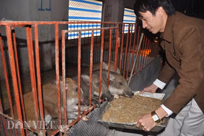 Sau hơn 2 năm quay lại thăm trang trại, chúng tôi thực sự cảm thấy ngỡ ngàng trước sự đổi thay của hệ thống trang trại lợn rừng NTC, ngoài các dãy chuồng mới được đầu tư khang trang, hiện đại, đàn lợn rừng của trang trại cũng đông hơn gấp nhiều lần trước.