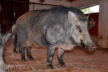 Theo ông Thắng, nhằm đáp ứng cho nhu cầu của thị trường và thuận tiện cho việc cung cấp sản phẩm lợn rừng đến tận tay người tiêu dùng, đến thời điểm hiện tại, trang trại lợn rừng NTC đang phối hợp với hơn 700 trang trại vệ tinh trong cả nước chăn nuôi lợn rừng VietGAP. Đáng nói hơn, qua việc liên kết với trang trại và được hướng dẫn kỹ thuật, tập huấn chăn nuôi, nhiều hộ dân đã thoát nghèo, mạnh dạn đầu tư làm ăn lớn, có nhiều hộ có thu nhập hàng trăm triệu đồng…