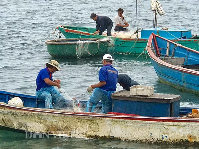 Thuyen, thung “dan tran” vay bat ca ben them dao Ly Son-Hinh-3