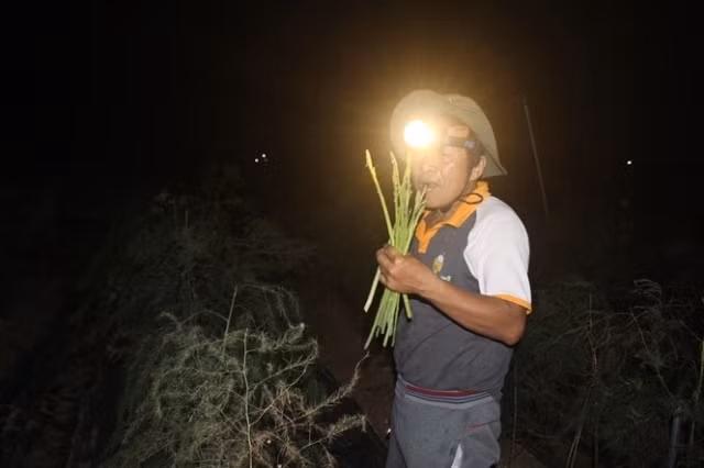 Trang dem di hai loai rau quy toc chi danh cho nha giau-Hinh-2