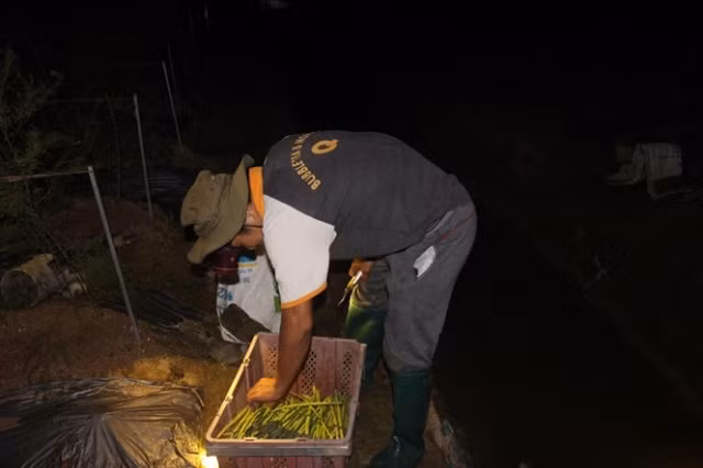 Trang dem di hai loai rau quy toc chi danh cho nha giau