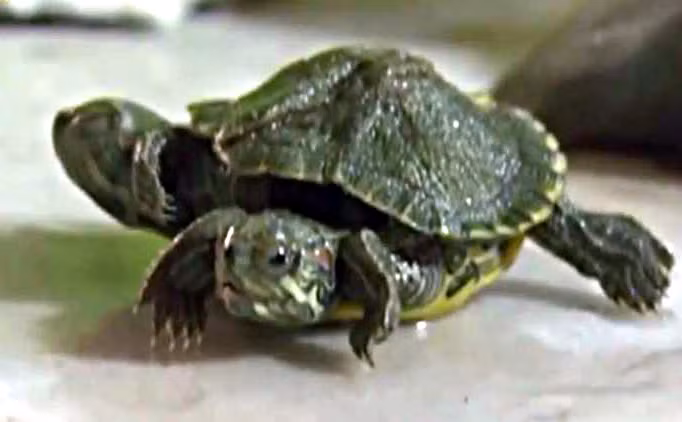 Rua ky quai hai dau sau chan nhu buoc ra tu bom tan My-Hinh-2