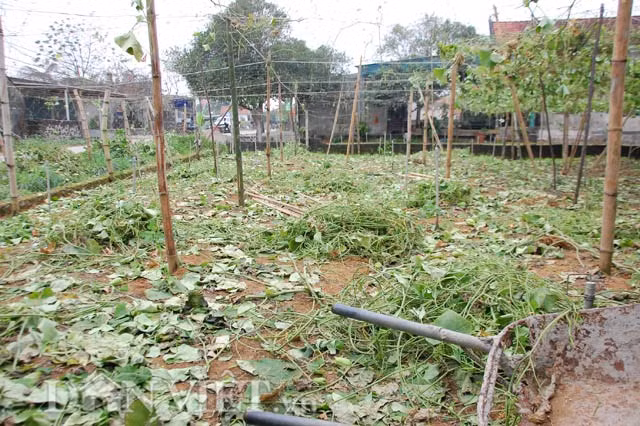 Quả su su chất đống để cho trâu, bò, dê ăn hoặc chôn xuống đất làm phân bón bên vườn su su trĩu quả ở xã Quỳnh Liên, TX Hoàng Mai (Nghệ An)