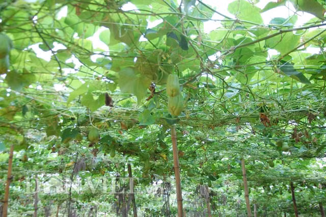 Mặc dù su su còn cho ra quả vài tháng nữa, nhưng do giá rớt thê thảm nên một số hộ gia đình đã bỏ mặc quả su su không chăm sóc nữa.