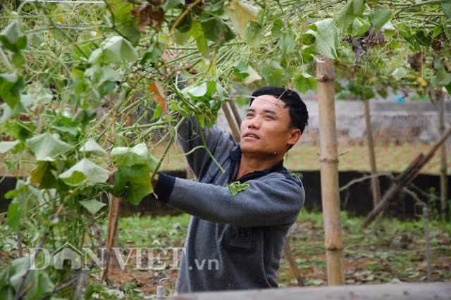 Vườn su su nhà anh Hồ Văn Tô ở xóm 6, xã Quỳnh Liên dù sai quả nhưng rớt giá nên gia đình anh phải hái ủ làm phân, đồng thời chặt bỏ cây su su để trồng loại cây khác.