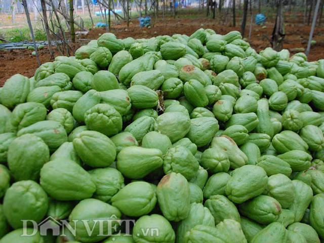 Theo tìm hiểu, ngay từ đầu mùa, nông dân xã Quỳnh Liên vẫn bán được giá 5.000 - 7.000 đồng/kg, nhưng từ sau Tết Nguyên đán Đinh Dậu đến nay, giá su su xuống nhanh, rớt thảm hại chỉ còn 300 đồng/kg tại vườn. Hiện tại, quả su su rớt giá khiến cho hàng trăm hộ nông dân nơi đây điêu đứng. Dù được nhiều thương lái đến thu mua, nhưng giá quá rẻ nên nhiều người tiếc rẻ không bán mà để làm thức ăn cho bò, dê...