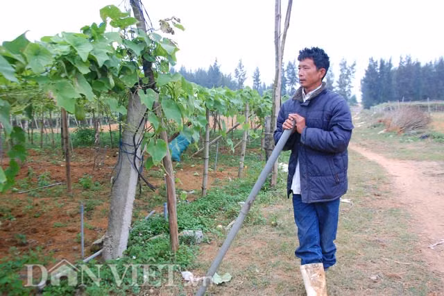 Được biết, tại xã Quỳnh Liên, vụ Đông năm 2016 có hơn 300 hộ dân trồng su su với diện tích hơn 80ha. Su su được trồng từ tháng 8 hàng năm và cho thu hoạch vào khoảng tháng 11 đến tháng 3 năm sau. Su su được xem là một trong những loại cây nông nghiệp chủ đạo, đem lại thu nhập ổn định cho bà con nông dân nơi đây.