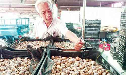 Trung cut sach dong hop... sang Nhat