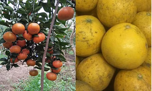 Cach chon cam canh, buoi dien “xin” phuc vu ngay Tet