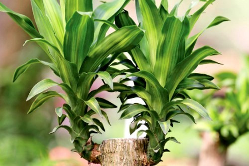 Thiết mộc lan Thiết mộc lan là cây có lá mọc thành hình nơ, phiến lá có sọc rộng nhạt màu hơn và ngả vàng ở phần trung tâm. Đây là loại cây bụi phát triển chậm với các lá dài. Thiết mộc lan có thể hút khí toluen và khí CO.