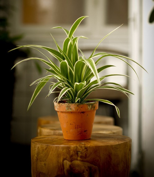 Cây mẫu tử Đây là loài cây phân bố chủ yếu ở châu Phi và châu Mỹ. Cây mẫu tử có thân mập, lá mọc sát đất và mọc thành bụi nhỏ. Cây mẫu tử là cây có khả năng hút các khí độc và thải khí CO2. Cây mẫu tử dễ trồng do không cần nhiều nước, thích hợp trồng thành các chậu mini dùng để trang trí trong văn phòng, nhà ở, ban công hay cầu thang, quán cafe.