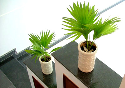 Cây cọ cảnhCọ cảnh là loại cây thân cột, đơn độc, lá to dạng tròn, màu xanh bóng ở mặt trên. Cọ cảnh có tác dụng thanh lọc không khí do tàu lá lớn, xòe to. Có khả năng hấp thụ khí benzen và formaldehyde hay cả trichloroethylene - hóa chất dùng trong quá trình giặt khô. Với những công dụng này thì cọ cảnh phù hợp để đặt trong phòng giặt khô hoặc những phòng có nhiều đồ trong gia đình.