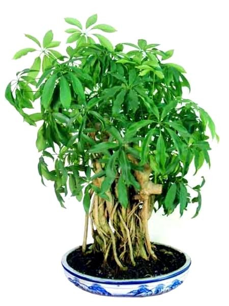 Cây ngũ gia bì Ngũ gia bì còn có tên khác là xuyên gia bì hay thích gia bì. Là loại cây cao 2-3m, nhiều lá, thân trắng, vò dày. Vỏ cây có thể được dùng làm thuốc. Ngũ gia bì có khả năng hấp thụ khí toluen.