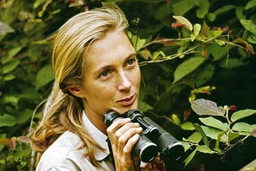 2. Jane Goodall (1934) Nhà nhân học này là chuyên gia đầu tiên về tinh tinh trên thế giới. Bà Jane Goodall đã dành hầu hết cuộc đời mình để nghiên cứu về lối sống của chúng ở công viên quốc gia Gombe Stream. Những nghiên cứu chuyên sâu của Jane Goodall đã giúp mọi người phát hiện ra tinh tinh là một loài ăn tạp, và chúng có thể được huấn luyện để sử dụng các dụng cụ.