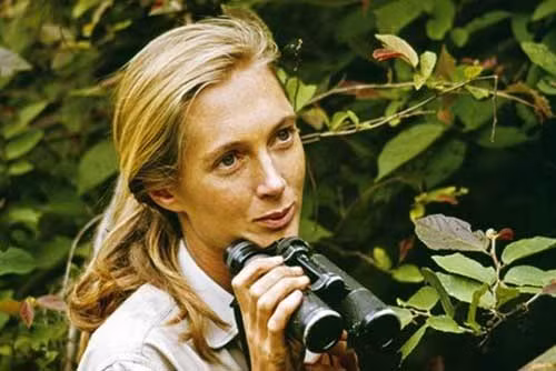 2. Jane Goodall (1934) Nhà nhân học này là chuyên gia đầu tiên về tinh tinh trên thế giới. Bà Jane Goodall đã dành hầu hết cuộc đời mình để nghiên cứu về lối sống của chúng ở công viên quốc gia Gombe Stream. Những nghiên cứu chuyên sâu của Jane Goodall đã giúp mọi người phát hiện ra tinh tinh là một loài ăn tạp, và chúng có thể được huấn luyện để sử dụng các dụng cụ.