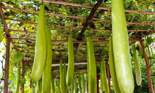 Thuốc từ quả bầu tốt cho sức khỏe mùa hè Thuoc tu qua bau tot cho suc khoe mua he