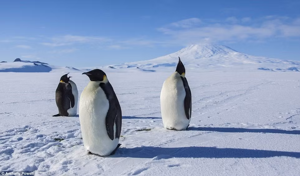 Điều mà Anthony ngạc nhiên nhất về Nam Cực là diện tích khổng lồ. Ông mới chỉ khám phá được một phần của khu vực sau 15 năm. Đây là bức ảnh chụp những vị vua vùng này - chim cánh cụt.
