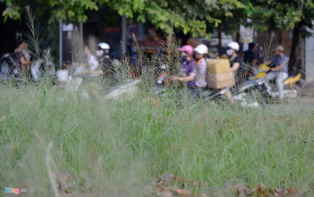 Cách đây ít ngày ở nhiều đoạn đường cây cỏ mọc vươn cao.