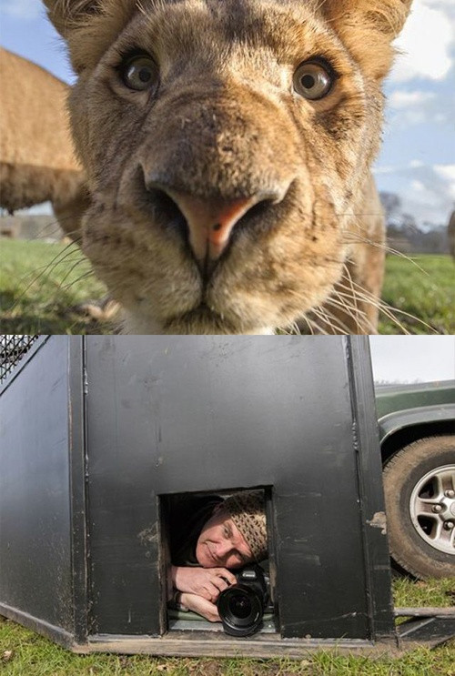 Để chụp được bức hình chú sư tử ngộ nghĩnh này, nhiếp ảnh gia phải nhốt mình trong chiếc lồng sắt với lỗ nhỏ, để tránh hậu quả đáng tiếc có thể xảy ra khi lại gần một trong những loài vật nguy hiểm nhất hành tinh.