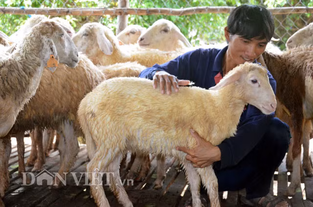 Thoáng chút giây phút ngập ngừng, anh Võ Sĩ Phúc (ở tổ dân phố 3, thị trấn Mộ Đức, huyện Mộ Đức) kể: Sau khi tốt nghiệp Trung cấp Công nghệ thông tin - trường ĐH Công nghiệp Quảng Ngãi, anh xin được việc tại một công ty dược ở Đà Nẵng. Tuy công việc làm khá ổn định, thế nhưng với khoản thu nhập cũng chỉ đủ trang trải cho cuộc sống cho nên sau nhiều đêm suy nghĩ, anh Phúc quyết định về quê để tìm cách làm giàu. Và vật nuôi được anh Phúc chọn lựa là cừu.