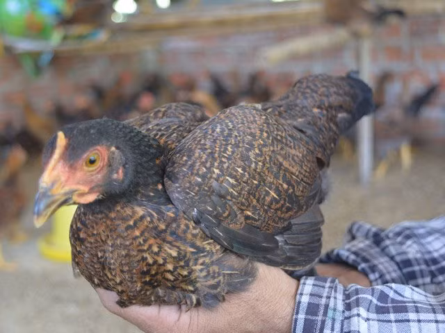 Gà tre chỉ có ở duy nhất ở những vùng quê nghèo của huyện Quế Sơn. Là con vật nuôi có từ lâu đời, đến nay giống gà tre Quế Sơn vẫn được người dân quê bảo tồn và chọn lọc để cho ra những con gà khỏe mạnh và thịt thơm ngon nhất.