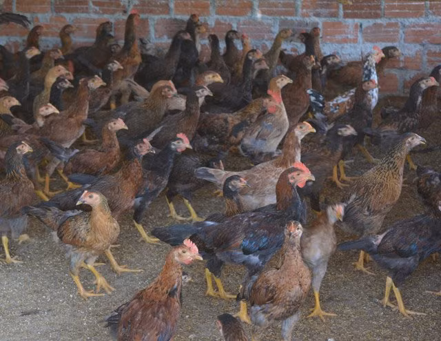 Ở Quế Long nhà nhà đều nuôi gà tre thả vườn, hộ ít nhất nuôi từ 5 -10 gà mái đẻ, có nhiều hộ nuôi với quy mô 400 - 500 con. Cũng nhờ nuôi giống gà tre mà thu nhập của nông dân trên địa bàn xã đã khấm khá, nhiều hộ có thu nhập trên 100 triệu đồng/năm. Tiêu biểu như hộ anh Nguyễn Văn Công, Mai Xuân Thủy, Đỗ Thành Trung...