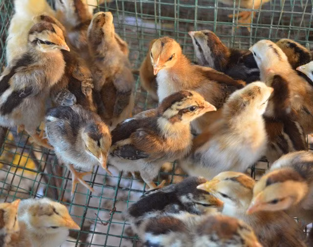 Anh Mai Xuân Thủy (Thôn Xuân Quê 1 - Quế Long - Quế Sơn - Quảng Nam) - một người có kinh nghiệm nuôi gà tre lâu năm chia sẻ: Sau khi gà mẹ đẻ trứng, trứng được ấp nở ra gà con. Sau một thời gian, gà con được tách mẹ và chăm sóc cho cứng cáp hơn rồi bắt đầu thả ra vườn nuôi. Gà tre được nuôi từ nhỏ đến lớn chỉ cho ăn chủ yếu là bột cám gạo, bắp xay hay lúa, gạo...