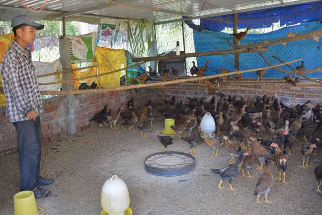 Gà tre là một sản phẩm đặc biệt của người nông dân huyện Quế Sơn, được nuôi nhiều nhất tại các xã miền núi như: Quế Long, Quế Phong, Quế An... Có một thời, nuôi gà tre gặp nhiều khó khăn bởi sự cạnh tranh khốc liệt của các loài gà khác, nhưng người nông dân ở Quế Sơn quyết tâm giữ giống gà quý này và đến nay ở Quế Sơn nhà nào cũng nuôi gà tre.