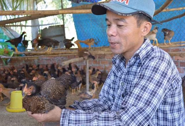 Theo bà Nguyễn Thị Mỹ Hạnh - Chủ tịch Hội Nông dân xã Quế Long, từ nhiều năm nay, địa phương đã khuyến khích người dân đẩy mạnh chăn nuôi gà tre thả vườn nhằm bảo tồn và phát huy hiệu quả kinh tế từ giống gà này. Hiện nay, toàn xã có hơn 90% hộ nuôi gà, trong đó có 36 hộ chăn nuôi với quy mô lớn, 4 hộ nuôi gà giống để nhân giống bán cho bà con trong vùng.