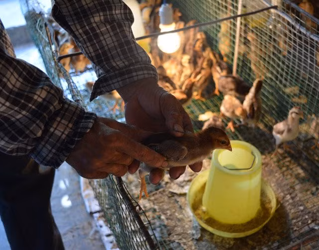 Gà tre chính hiệu là giống gà bản địa thuần chủng nên nhỏ con, chậm lớn, có chân nhỏ màu vàng, nhanh nhẹn. Nuôi từ 2,5 - 3 tháng là bán và gà chỉ nặng khoảng 0,7 – 0,9 kg/con. Đặc biệt, sau khi làm thịt và nhổ lông, lớp da của gà thường là màu vàng rực như màu nghệ. Thịt gà tre Quế Sơn rất thơm ngọt, dai và dòn.