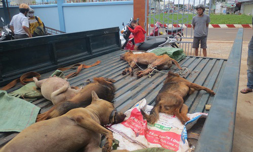 Nghi can trom 8 con cho tu vong sau khi bi bat