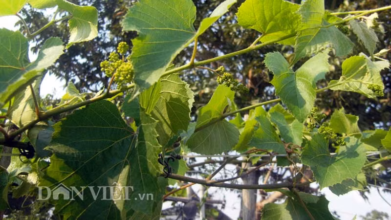 Nho dại cho ra nhiều hoa.