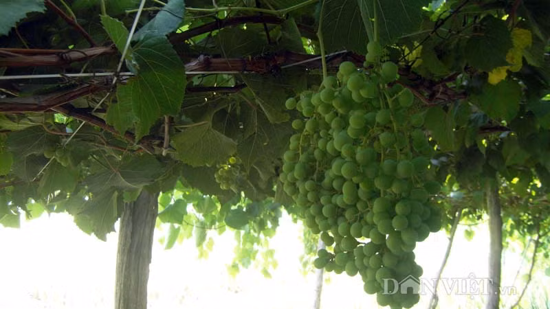 Nho không phun thuốc nhưng vẫn cho hoa và quả nhiều.