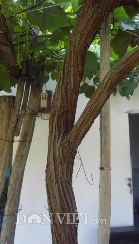 Thân cây nho dại.