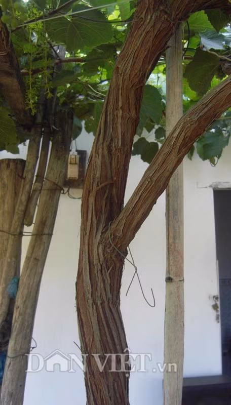 Thân cây nho dại.