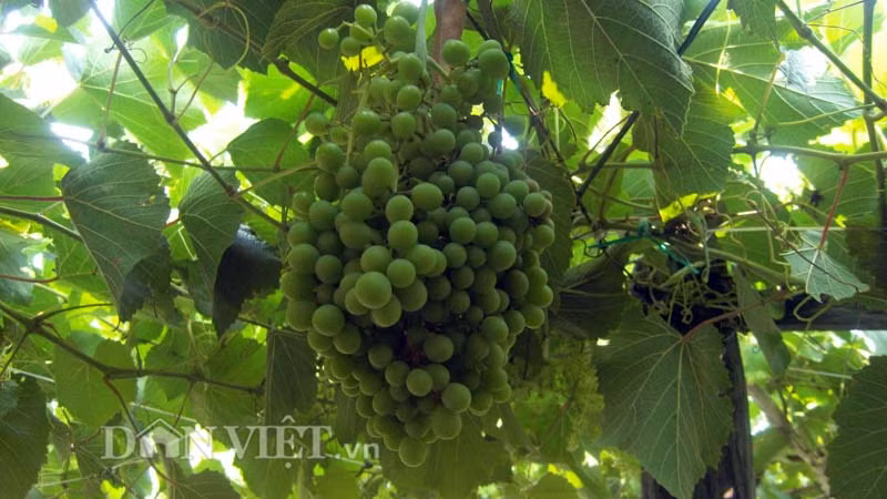 Theo anh Trương Minh Hiếu (phường Văn Hải, TP.Phan Rang – Tháp Chàm), cây nho của nông dân Ninh Thuận thường trồng mỗi năm cho ra hoa, quả từ 2- 3 vụ, phải phun thuốc, chăm sóc đúng chu kỳ mới cho ra hoa, quả, khi chín có vị ngọt, quả to, cành nho ngắn. Riêng vườn nho dại của anh trồng cho ra hoa, quả quanh năm, chùm nho và quả nhỏ hơn so với các loại nho thông thường khác, quả nho còn nhỏ có màu xanh khi chín chuyển sanh màu đỏ tím, thưởng thức có vị ngọt ngọt chua chua rất hấp dẫn, cành nho dại có chiều dài từ 0,8 – 1,2m.