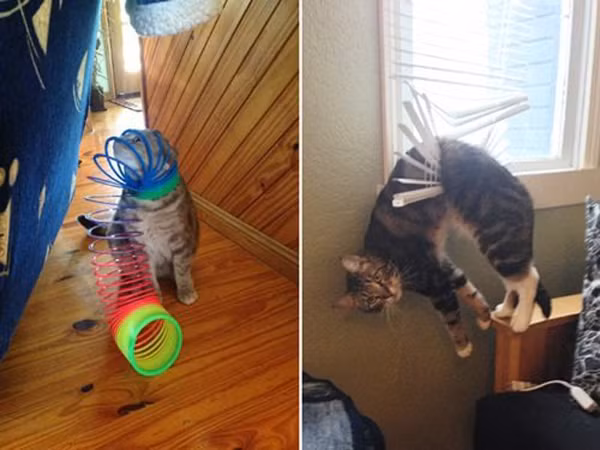 Hậu quả của việc nghịch ngợm quá đà đây mà!