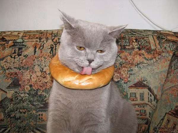 Làm sao ăn được bánh đây?