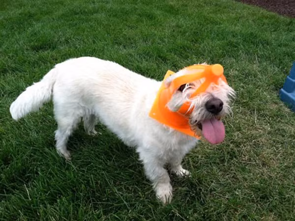 Bỗng dưng có nơ cài đầu màu mè ghê.