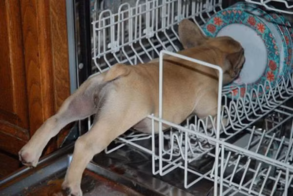 Đây chắc chắn là hậu quả của thói tham ăn.