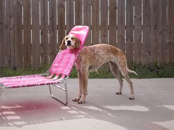 Chiếc ghế hồng xinh xắn sao nỡ lòng giữ chân anh?