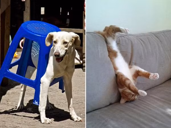 Những chiếc ghế này phức tạp quá đi mất.